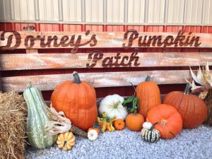 Dorney's Pumpkin Patch